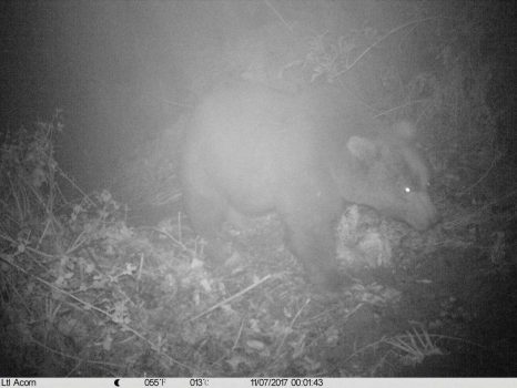 ثبت تصویر و فیلم خرس قهوه‌ای در مناطق حفاظت‌شده شفت