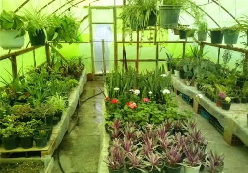 بازار مشکل اصلی گلخانه‌داران ایرانی
