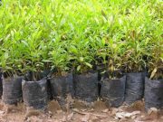 تولید سالانه 19 میلیون اصله درخت و درختچه در گیلان