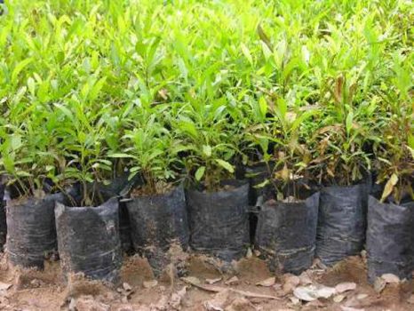 تولید سالانه 19 میلیون اصله درخت و درختچه در گیلان