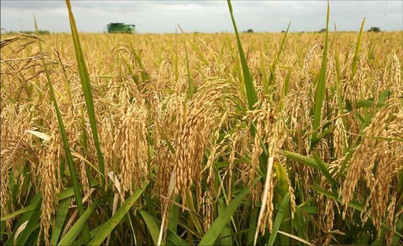 خرید تضمینی برنج کشاورزان گیلان از هفته آینده آغاز می شود