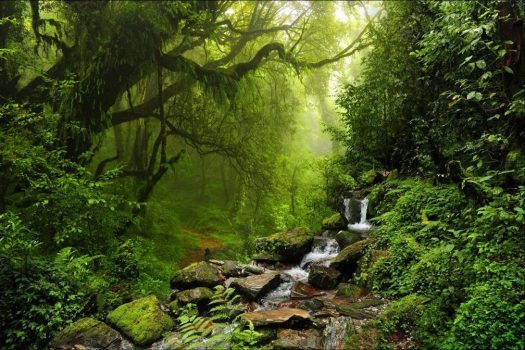 سالانه 35 میلیون هکتار جنگل در اثر آفات و بیماری ها از بین می رود
