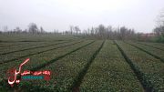 تصاویری از باغات چای و ادوات برداشت برگ سبز در شهرستان فومن
