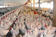 ویروس جدید آنفولانزای مرغی جدید چیست؟