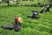 استاندار گیلان از چایکاران عذرخواهی کند/ چای ایرانی ارگانیک ترین در جهان