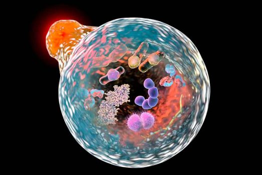 خودپاکسازی سلول ها بر طول عمر آنها می افزاید