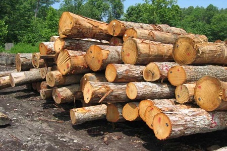 پرسنل منابع طبیعی به جد با قاچاق چوب در منطقه برخورد خواهند کرد