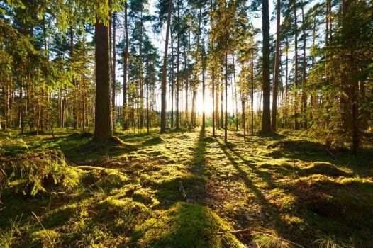 تامین۴۰ درصد از انرژی تجدیدپذیر جهان توسط جنگل ها