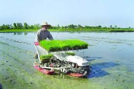 گرایش جوانان روستایی به تولید برنج دستاورد ارتقای مکانیزاسیون