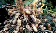 بذرهای گواهی شده راندمان تولید بادام زمینی را افزایش می دهد