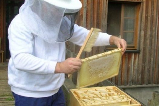 گیلان پنجمین تولیدکننده عسل کشور است/ افزایش ۱۰ درصدی تولید
