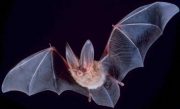 کاهش جامعه خفاش ها تهدیدی برای شمشادها