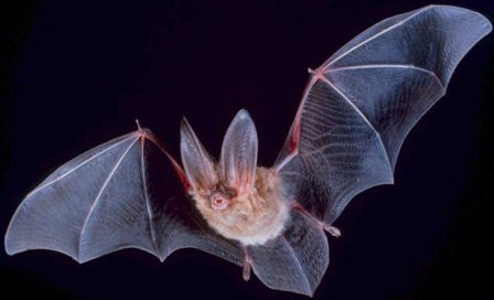 کاهش جامعه خفاش ها تهدیدی برای شمشادها