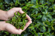 پرداخت بیش از ۹۰ میلیارد تومان تسهیلات برای رونق صنعت چای کشور