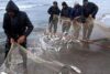رهاسازی ۱۲۰ میلیون بچه ماهی خاویاری در رودخانه‌های منتهی به دریای خزر