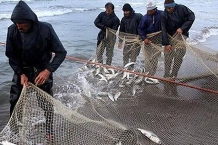افزایش ۴۰درصدی صید ماهیان استخوانی در گیلان