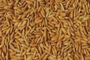 تولید بذر گواهی شده و مادری برای سال زراعی جدید گیلان