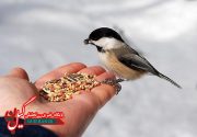 فرصتی برای زندگی پرندگان و حیوانات بی پناه در روزهای سرد و برفی فراهم کنیم