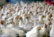 حتی یک نانوگرم از هیچ هورمونی در هیچ مرغداری استفاده نمی‌شود / استفاده از هر نوع هورمون در مرغ غیرعلمی، بی تاثیر و غیرقابل اجراست