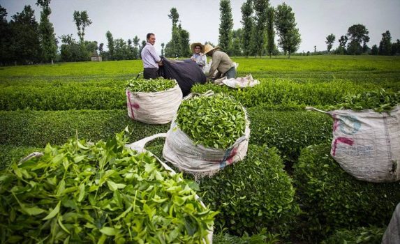 پرداخت 82 درصد بهای برگ سبز چای به چایکاران