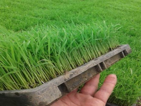توزیع بذر برنج مقاوم و بدون تخم علف هرز در گیلان
