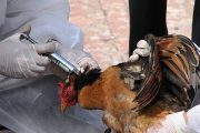 ویروس آنفلونزای پرندگان گیلان خطرناکتر می شود