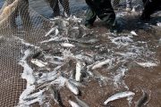 ممنوعیت صید در دریای خزر به معیشت صیادان آسیب‌زده است
