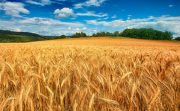 140 تن گندم از کشاورزان گیلانی خریداری شد