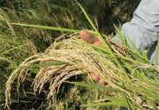 خوشه‌دهی ساقه‌های طلایی برنج در 20 درصد از شالیزارهای گیلان