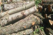 کشف 15 تن چوب جنگلی قاچاق در شفت