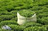 افزایش ۵۷ درصدی نرخ خرید تضمینی برگ سبز چای