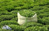 برگ چینی استاندارد موجب افزایش کیفیت چای می شود