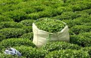 افزایش حدود ۵۰ درصدی تولید چای خشک ایرانی