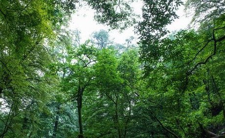 جنگل کاری ۱۵۰ هکتاری در گیلان تا پایان سال
