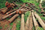 کشف و ضبط ۳۹ اصله چوب آلات جنگلی در یک کارگاه چوب بری
