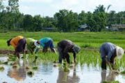 مسدود کردن ورودی‌های مزارع برنج در مرحله برداشت