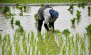 کشت قراردادی برنج در۱۰ درصد از شالیزارهای رشت تا سال آینده